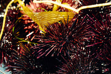 Load image into Gallery viewer, Santa Barbara Sea Urchin