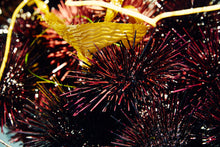 Load image into Gallery viewer, Santa Barbara Sea Urchin
